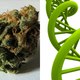Illustration for article titled At last, we have sequenced the cannabis genome